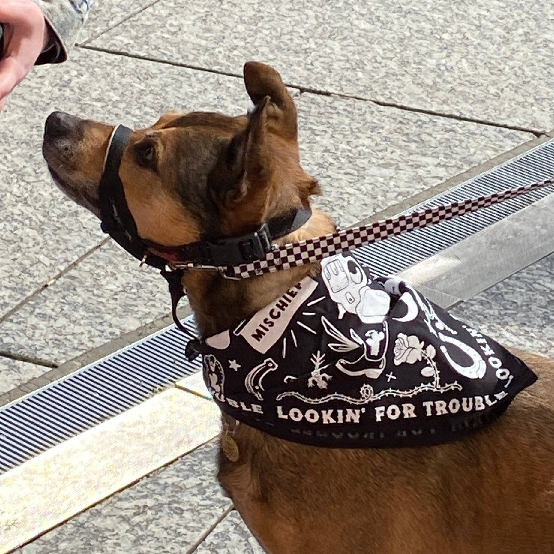 Lookin’ For Trouble Bandana image 4